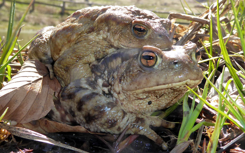 uova e rane di Bufo bufo .....(Rospo comune)